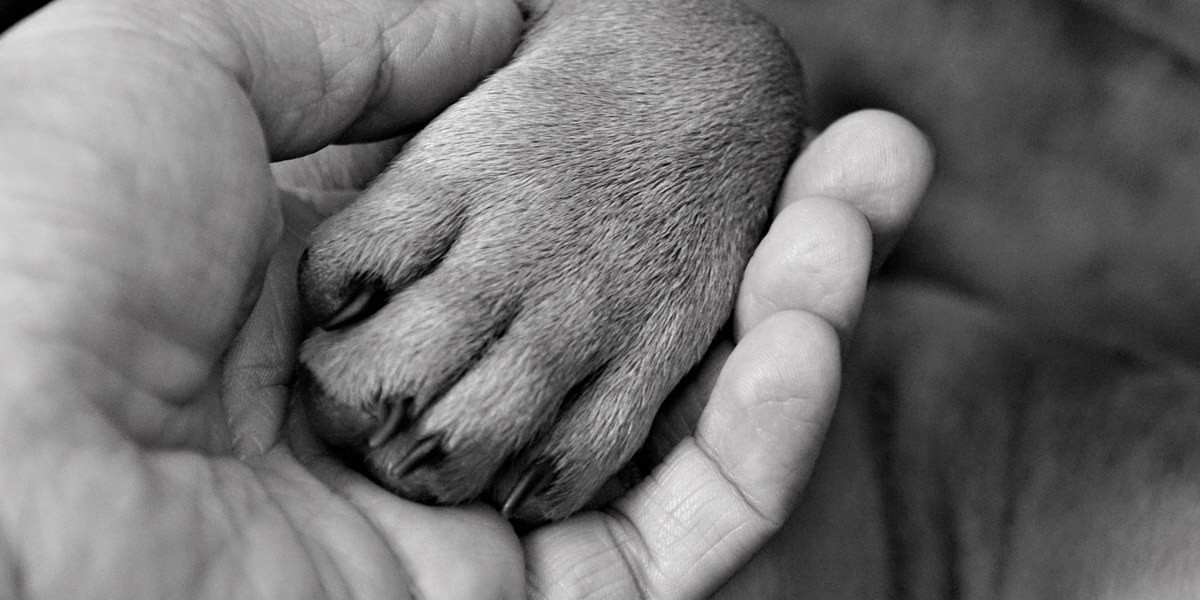 Que faire lorsque son chien a une griffe cassée ? Les conseils de Polytrans Polytrans
