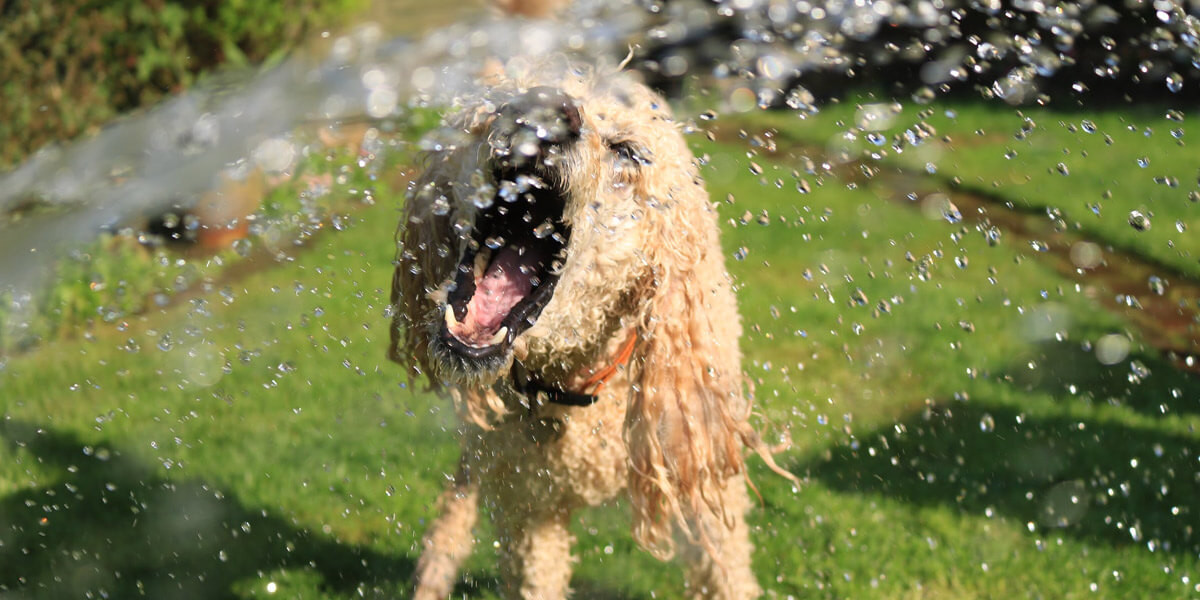 Comment Prot ger Et Rafra chir Son Chien En Cas De Fortes Chaleurs Ou 