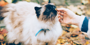 Tous Nos Conseils Pour Mettre Un Harnais A Votre Chat Le Blog De La Ferme