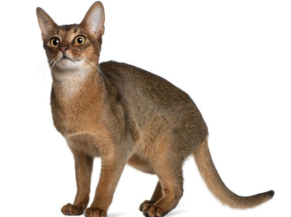 Le Chat Abyssin Le Blog De La Ferme