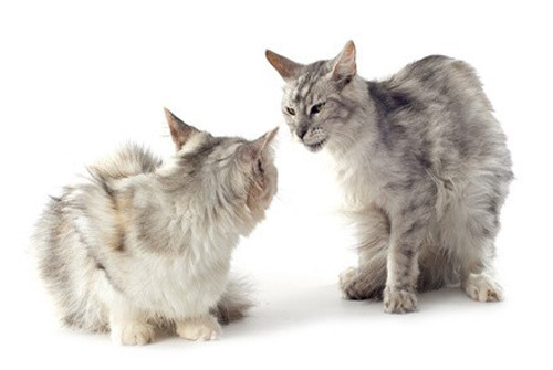 Apprehender Les Chaleurs De Sa Chatte Polytrans