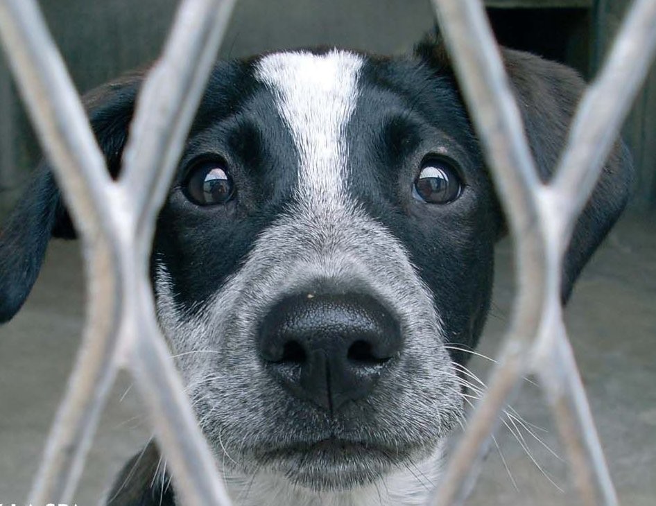 Adopter un chien dans un refuge Le blog de la ferme