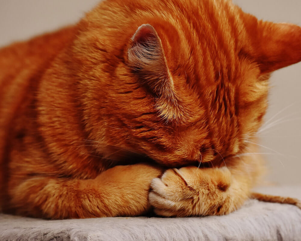 Comment Enlever L Odeur D Urine De Chat Resolu Le Blog De La Ferme