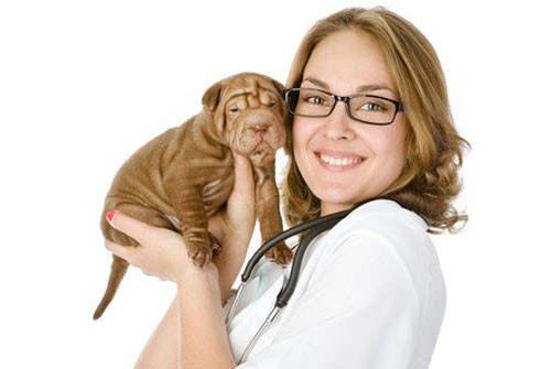 Pourquoi est-il important de faire vacciner son chiot