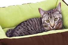 Constipation Du Chat Polytrans