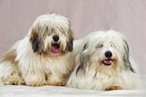Coton De Tulear Fiche De Race Polytrans
