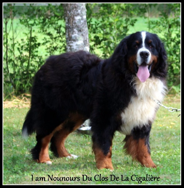 Elevage Du Clos De La Cigaliere Bouviers Bernois Polytrans