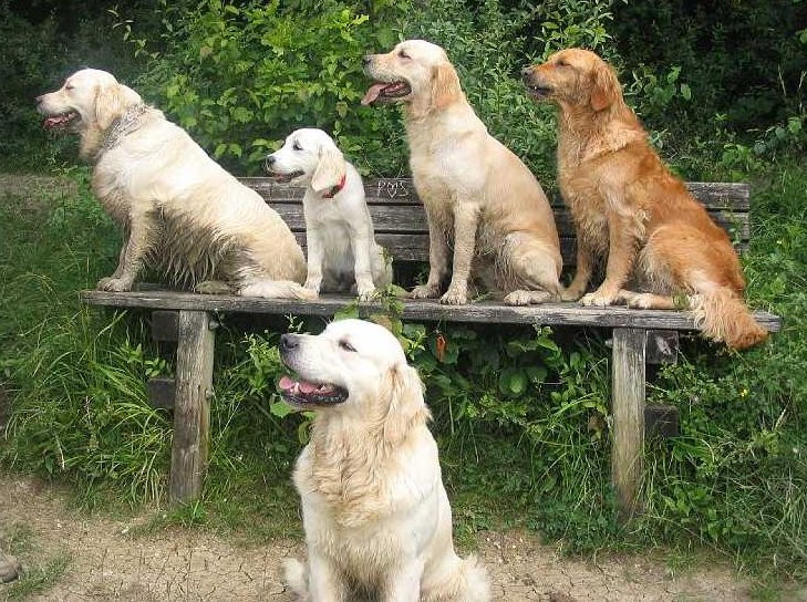 ANIMOLIDAYS Pension education canine Cherbourg *