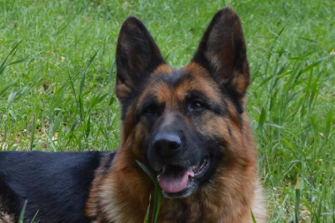 Tous Les Eleveurs De Berger Allemand Polytrans