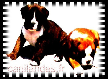 Elevage Pension Education DES LOUPS DU COIN DE LA FONTAINE Beauceron Boxer