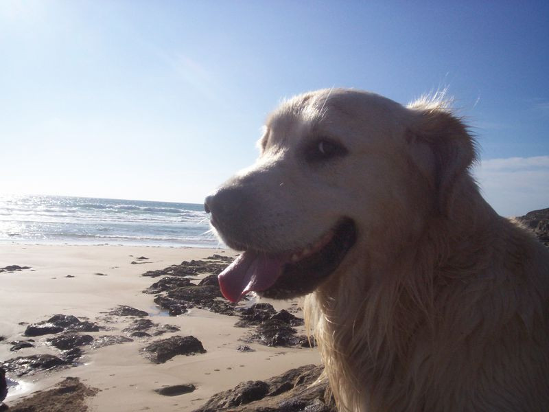 CHRISTINE MOREAU Zoothérapeute Etho psycho comportementaliste Educatrice canine