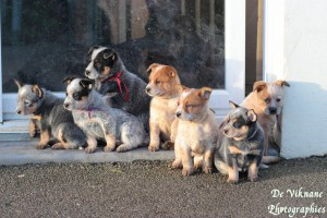 AURELIE GRALL éducatrice et comportementaliste canin*