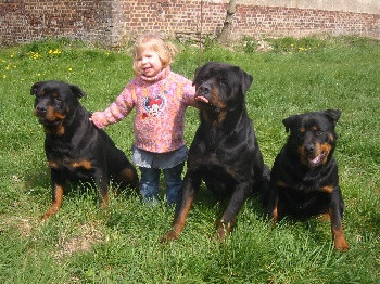 Elevage DU DOMAINE DE LA REVERIE Rottweiler, carlin, teckel poils longs et chihuahua*