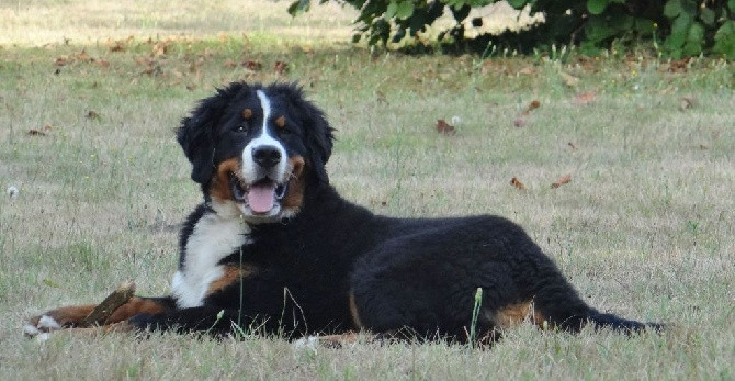Tous Les Eleveurs De Bouvier Bernois Polytrans