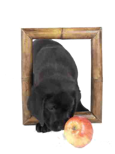 LE GRAIN DE FOLY Education canine*