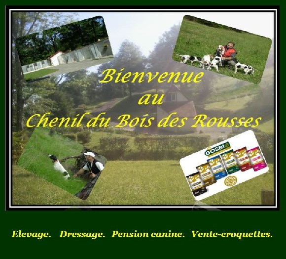Elevage BOIS DES ROUSSES Pointer Dressage chiens d'arrêt Pension canine *