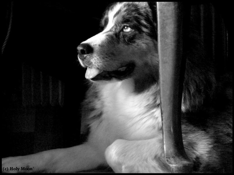 Elevage DE HOLY MOON Berger Australien, Cané Corso, Cocker & éducation canine*