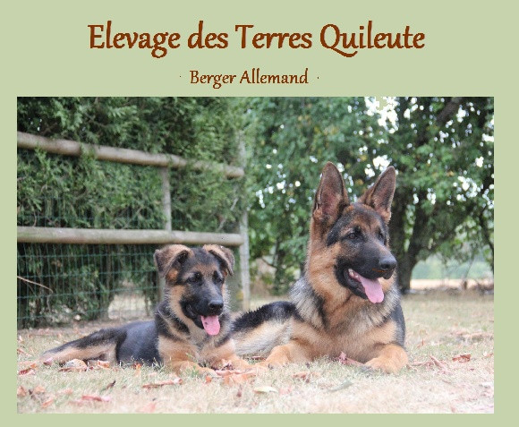 Tous Les Eleveurs De Berger Allemand Polytrans