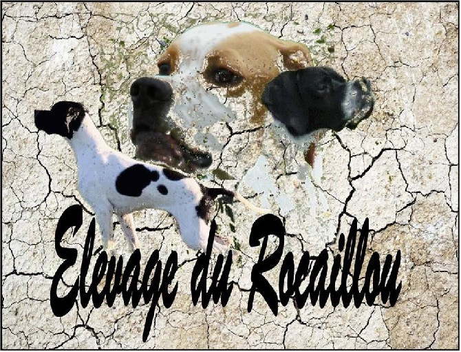 Elevage DU ROCAILLOU Pointer Dresseur Chien d'arret