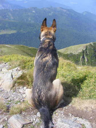 EDUC' TON CHIEN education canine