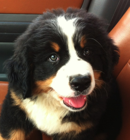 Elevage La Maison De L Ours Bouvier Bernois Polytrans