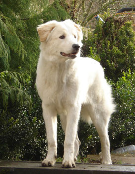 FECC Formation d'educateur comportementaliste canin*