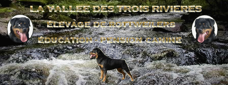 Elevage LA VALLEE DES TROIS RIVIERES Pension Education Rofttweiler