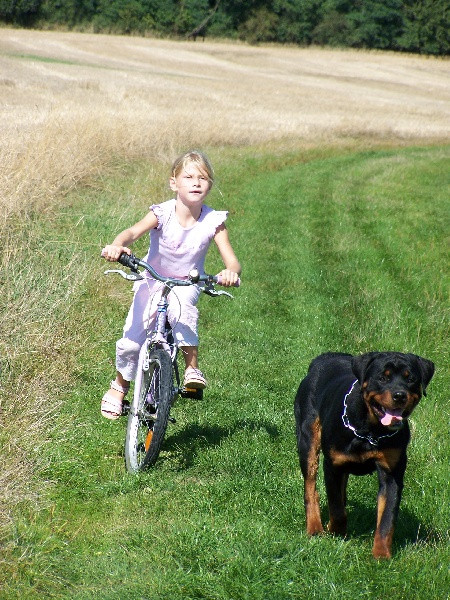 Elevage DES GLADIATEURS DE LA NUIT rottweiler bouledogue francais