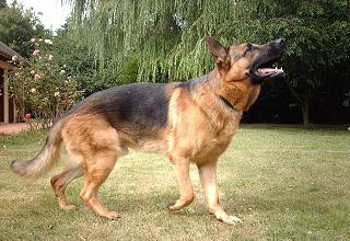 CEFEC Formation éducateurs et comportementalistes canins*