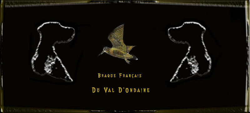 Elevage DU VAL D ONDAINE braque francais griffon korthal*