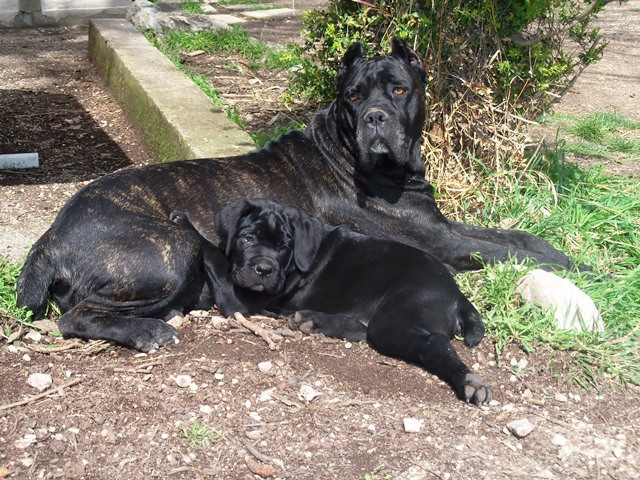 Elevage MAS STAR Cane corso **23/08 5/09 12/09**