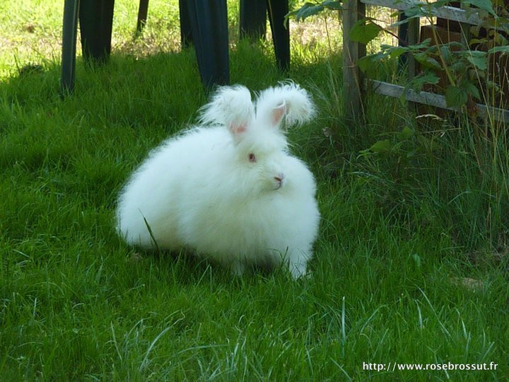 Elevage Une Cerise Au Potager Lapin Angora Polytrans