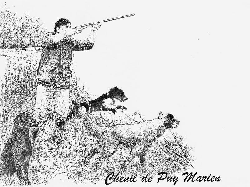 Elevage DE PUY MARIEN DRESSEUR English Springer et Cocker Spaniel*