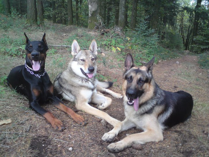 EDUCATION CANINE dressage chien en Dordogne*