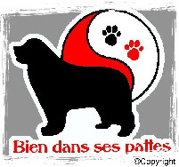 BIEN DANS SES PATTES Education, comportement canin *