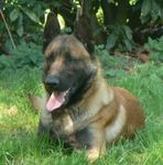 Elevage ANGES GARDIENS DU BOSC Malinois *