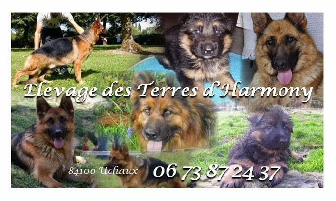 Elevage DES TERRES D HARMONY Berger Allemand*
