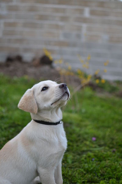 PHILIPPE CHAPOT Comportementaliste Canin
