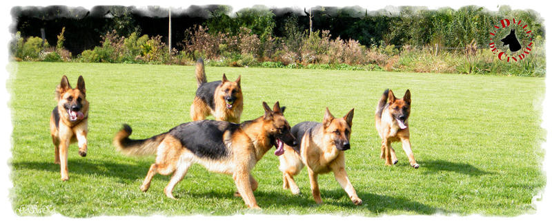 Elevage La Dalle De Cindais Berger Allemand Polytrans