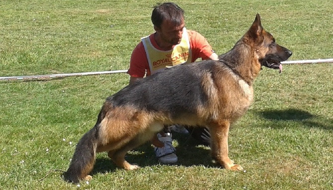 Elevage Du Dolmen Doppagne Berger Allemand Finistere Bretagne Polytrans