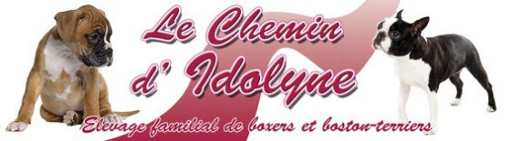 Elevage CHEMIN D IDOLYNE boxer*