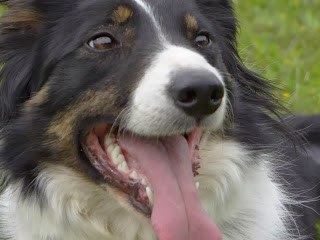 FRANCE CAYEL - CHIENS OBEISSANTS education canine*