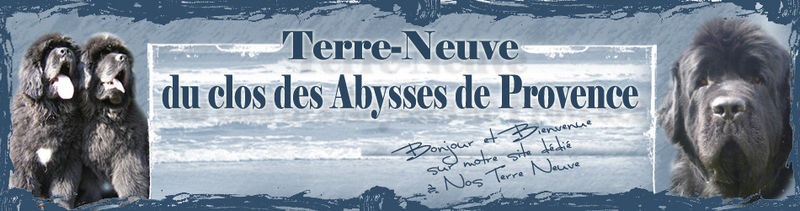 Tous Les Eleveurs De Terre Neuve Polytrans