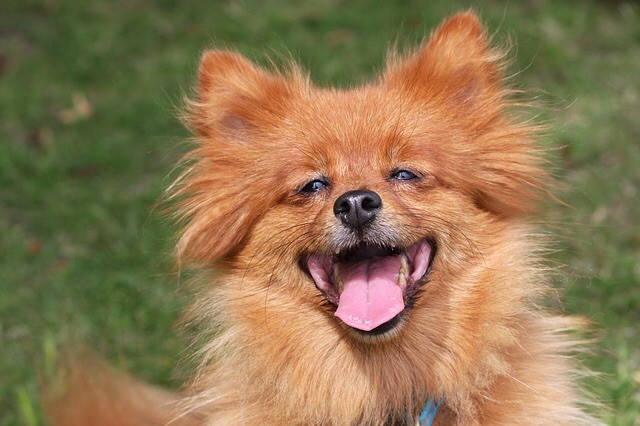 HAPPsY Dog : Comportementaliste animalier*