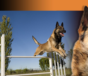 Elevage LE FLAMBEAU DE CAYENNE Malinois