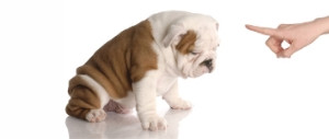 NICE DOG EDUCATION éducateur comportementaliste canin 06 et 83 *