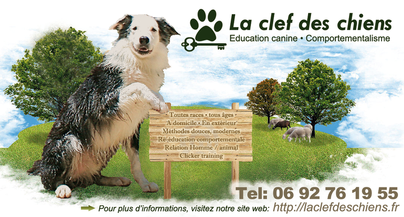 LA CLEF DES CHIENS éducation canine positive à La Réunion*