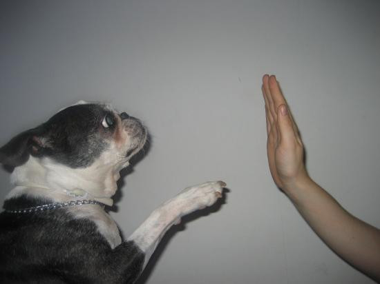 ESTELLE EVIN Comportementaliste canin 06 *