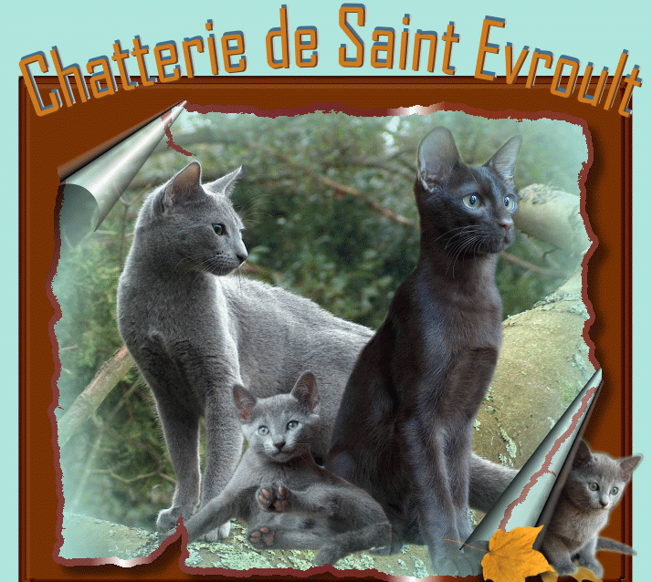 Tous Les Eleveurs De Bleu Russe Polytrans