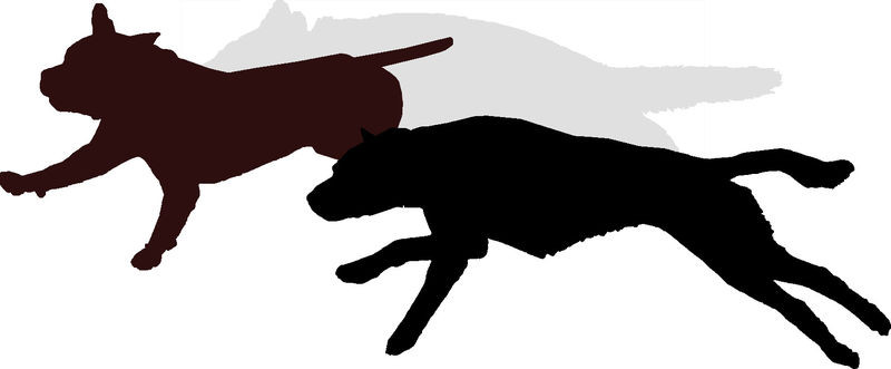 TERRE DE CHIENS Education canine, Le Perray en Yvelines*